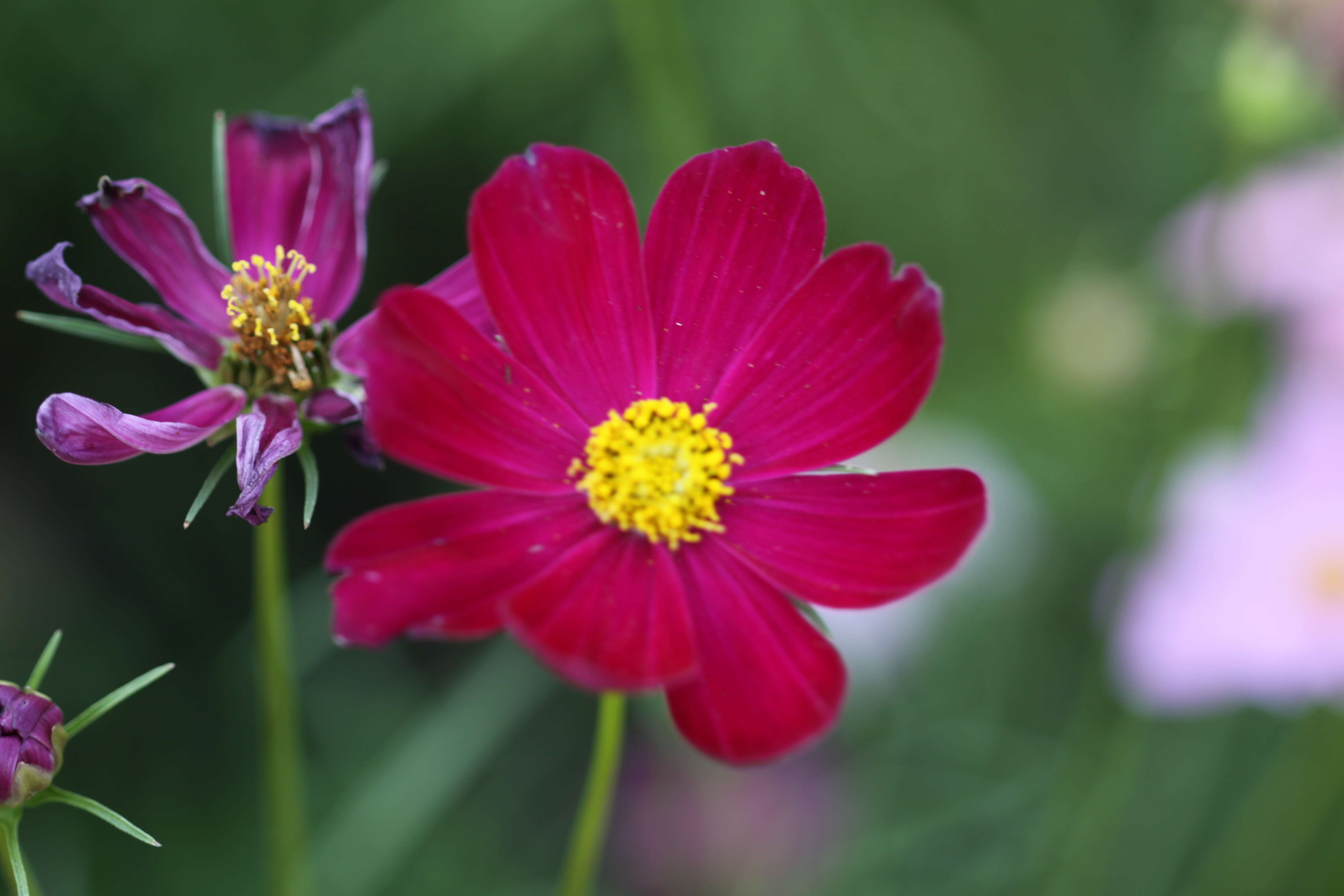 Imagem de Cosmos bipinnatus Cav.