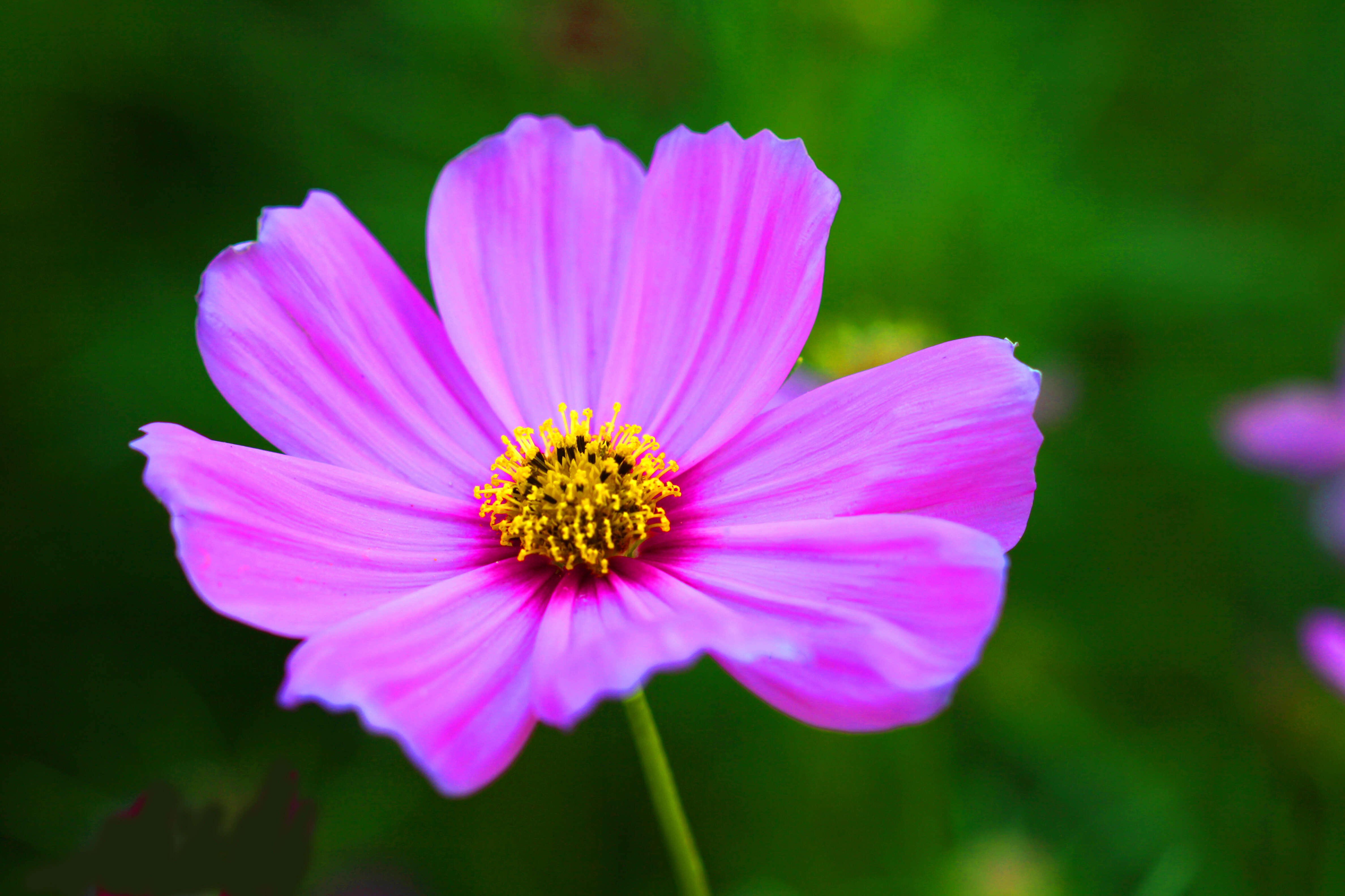 Image of garden cosmos