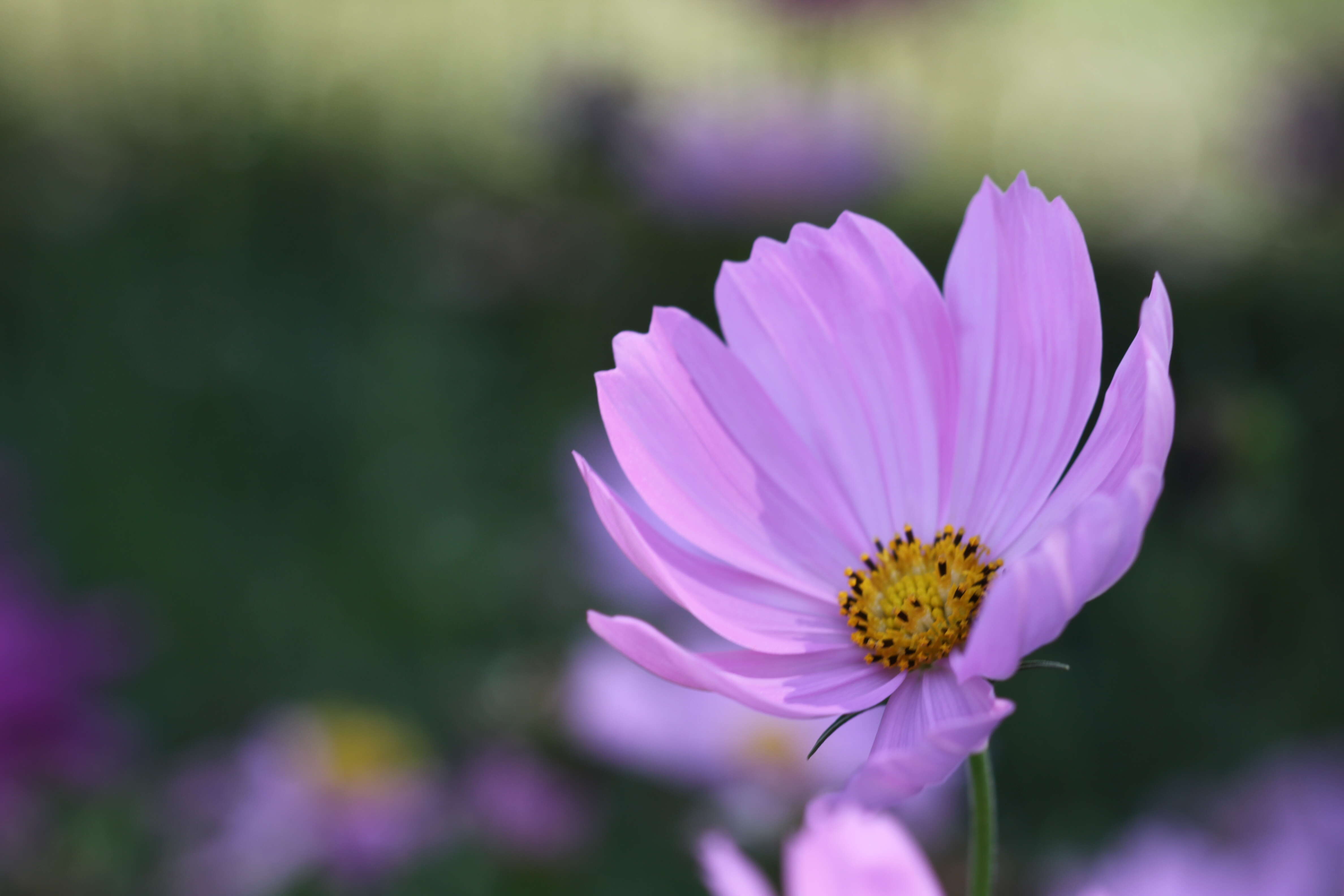 Image of garden cosmos