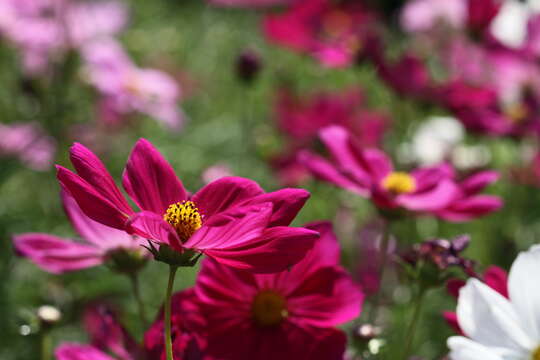 Image of garden cosmos