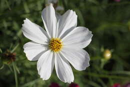 Image of garden cosmos