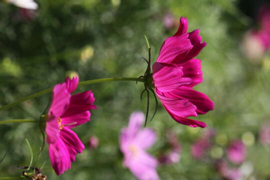 Image of garden cosmos