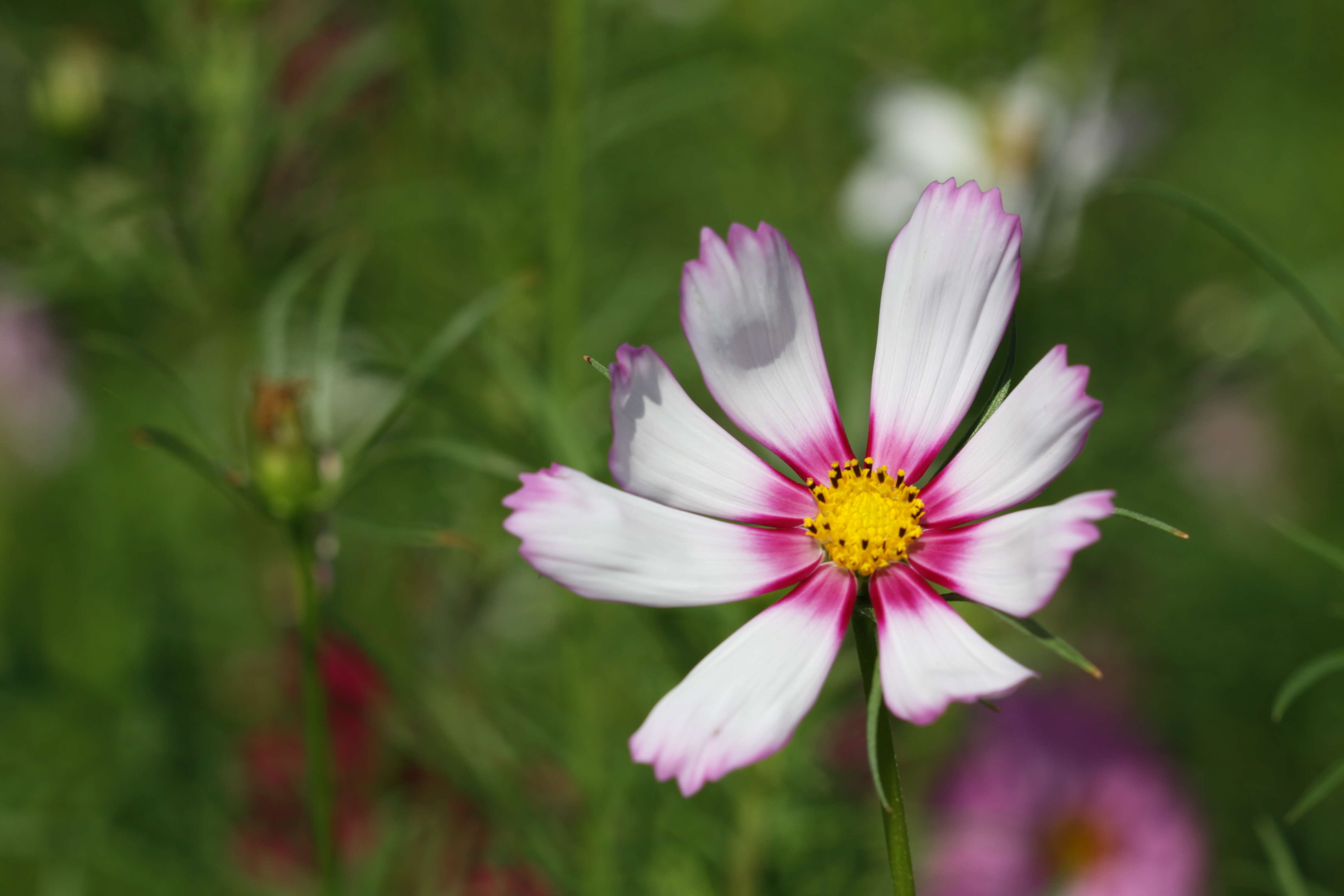 Image of garden cosmos