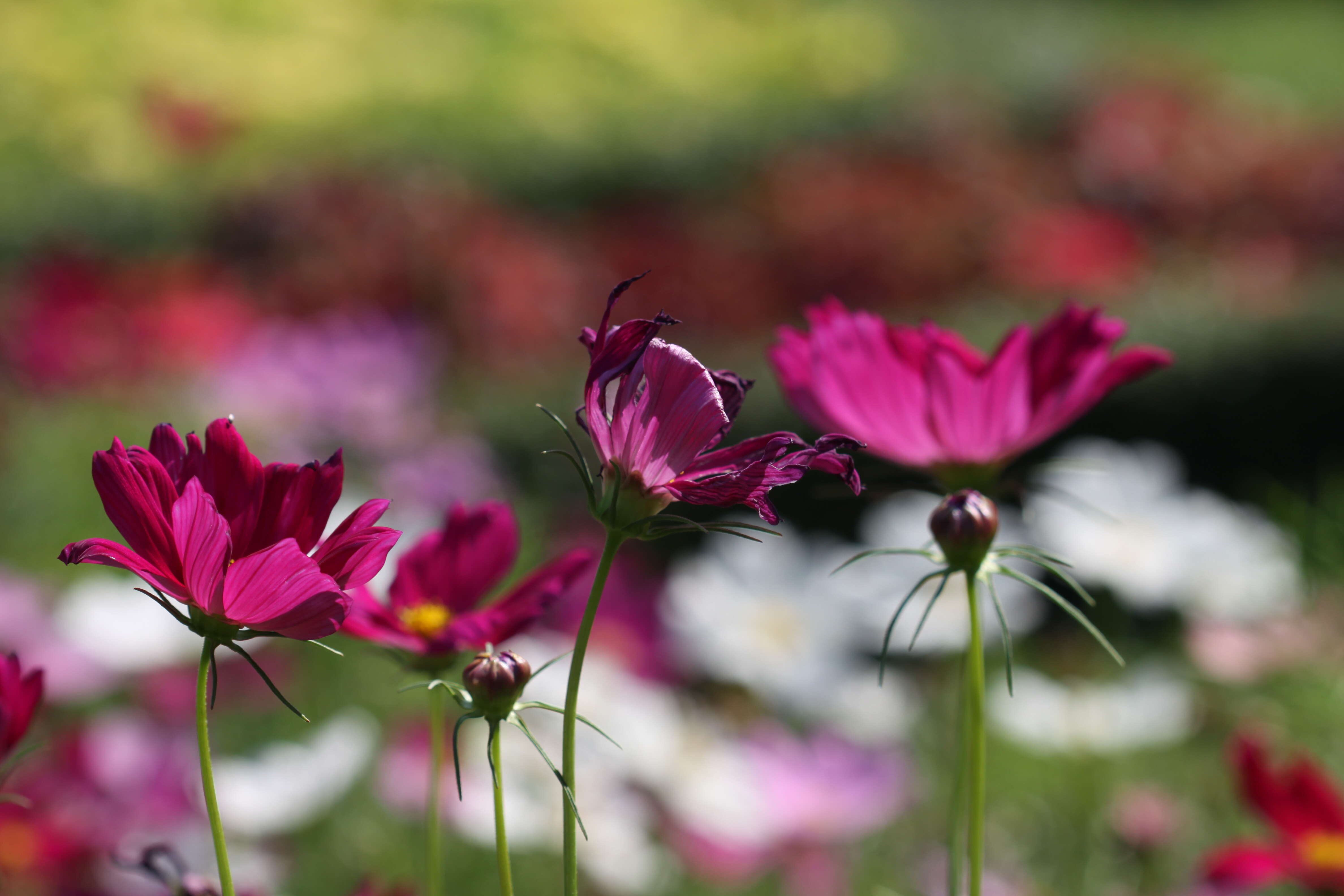 Image of garden cosmos