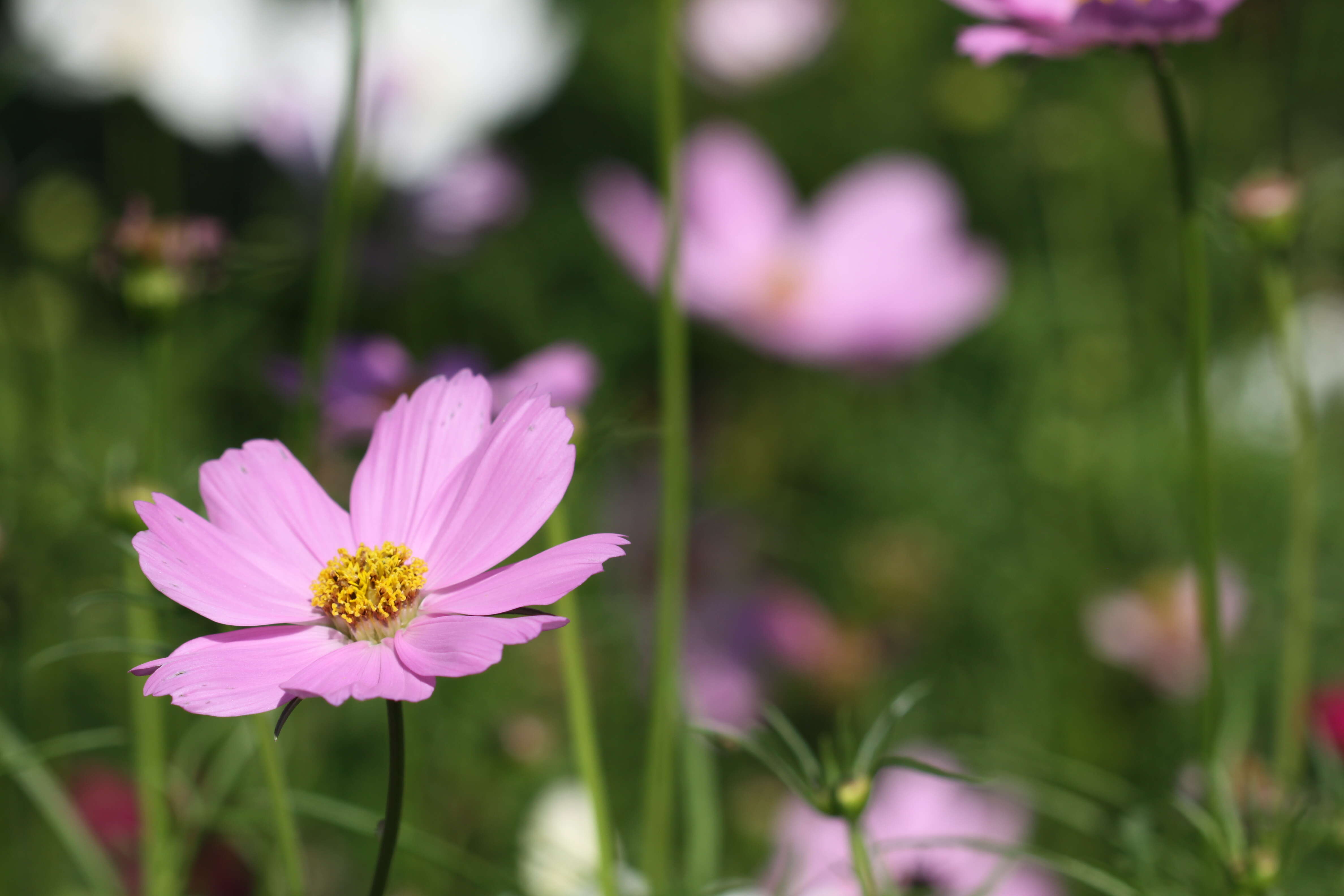 Image of garden cosmos