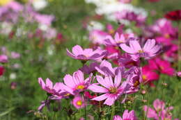 Image of garden cosmos