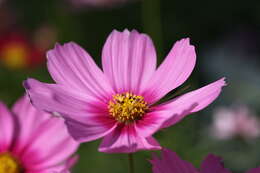 Image of garden cosmos