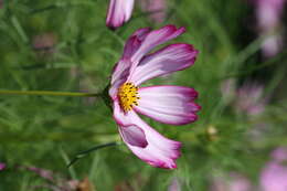 Image of garden cosmos