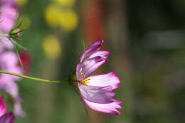 Image of garden cosmos