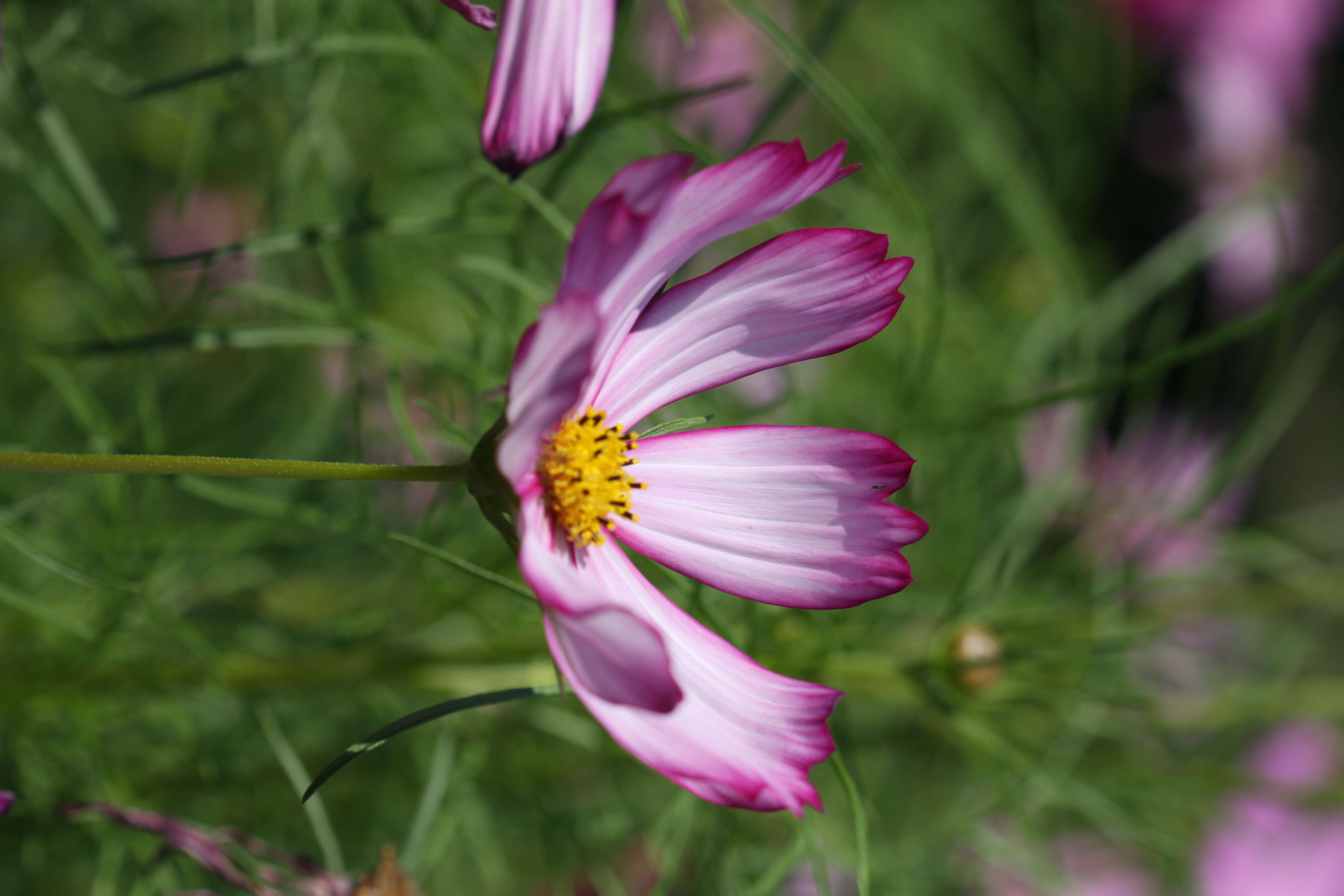 Image of garden cosmos