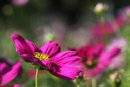 Image of garden cosmos