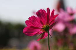 Image of garden cosmos