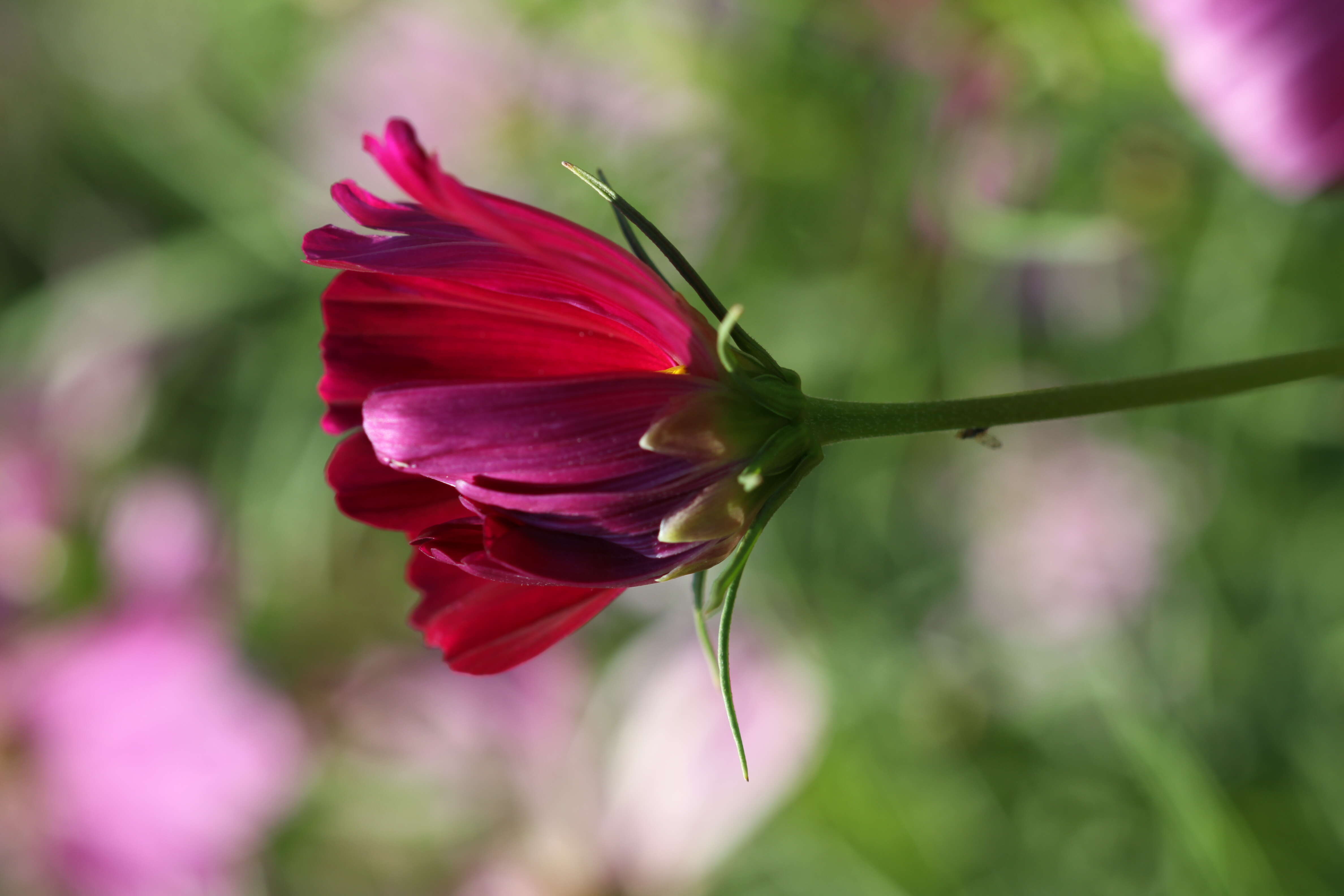 Image of garden cosmos