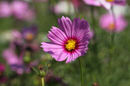 Image of garden cosmos