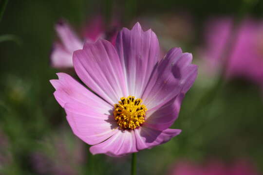 Image of garden cosmos