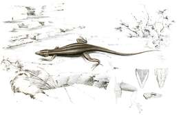 Image of Cape flat lizard