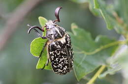 Image of Polyphylla fullo (Linnaeus 1758)