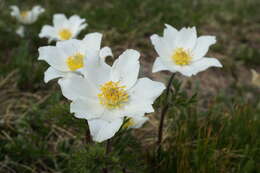 Image of alpine anemone