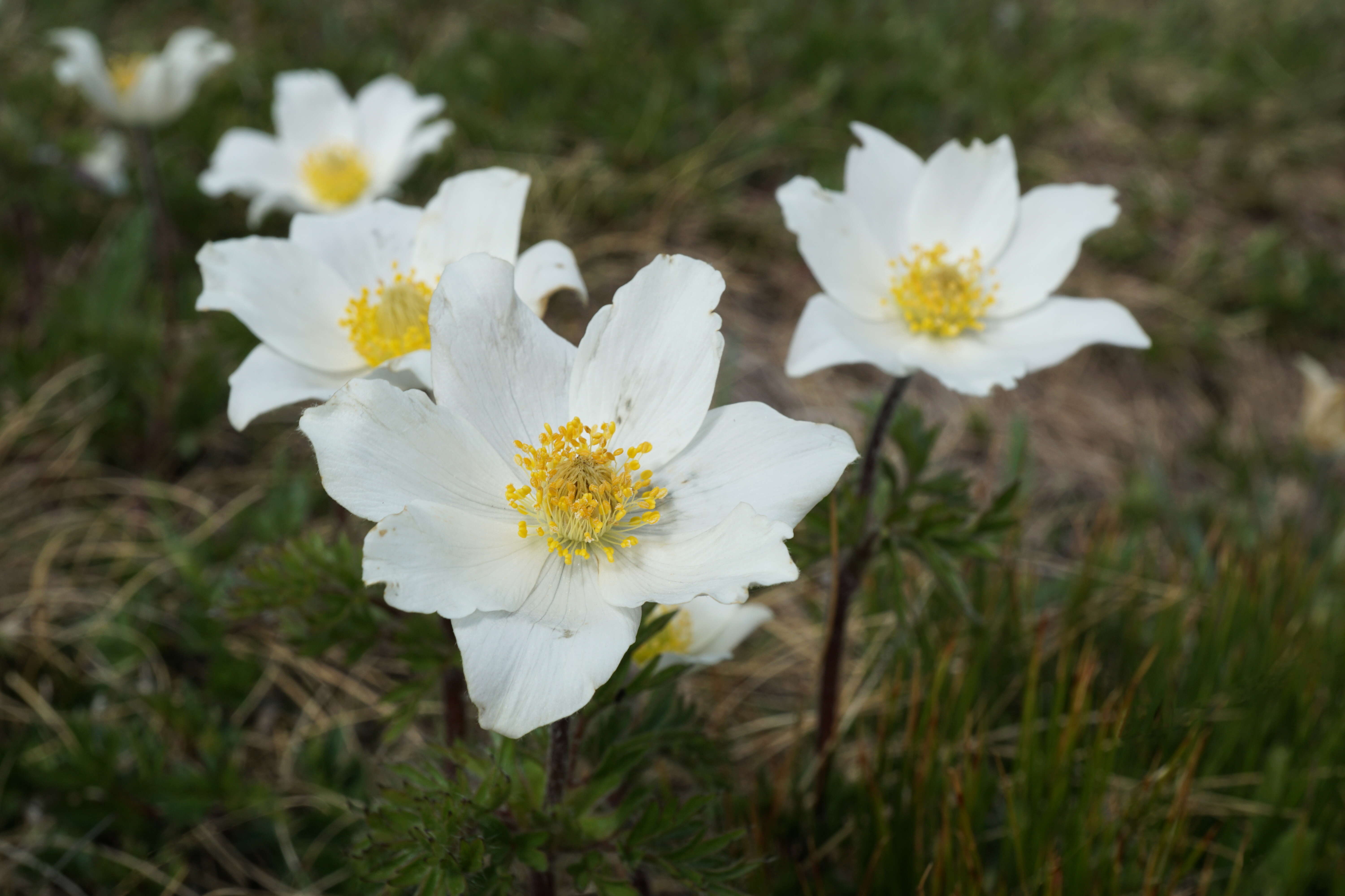 Image of alpine anemone