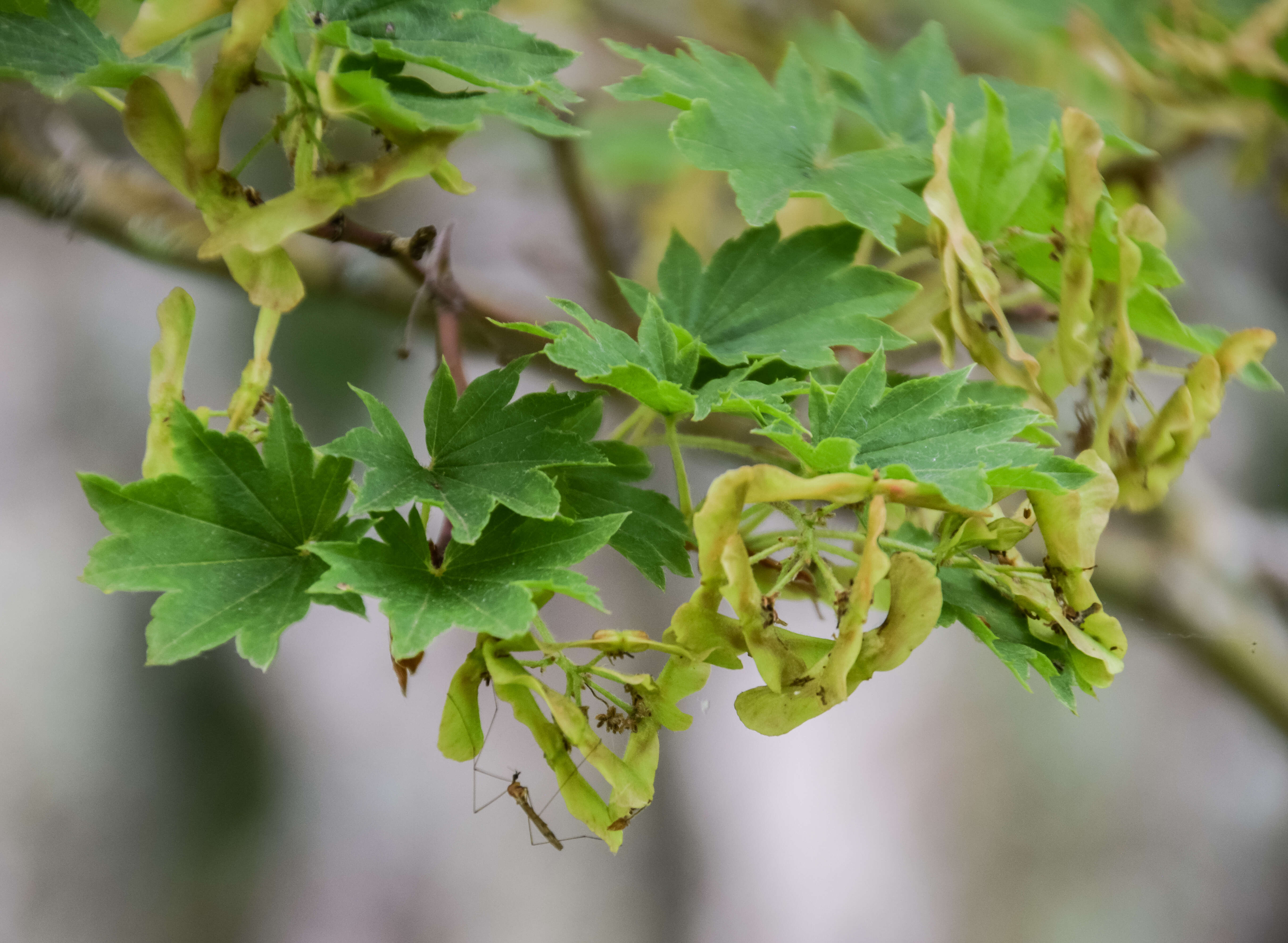 Plancia ëd Acer sieboldianum Miq.