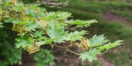 Imagem de Acer sieboldianum Miq.