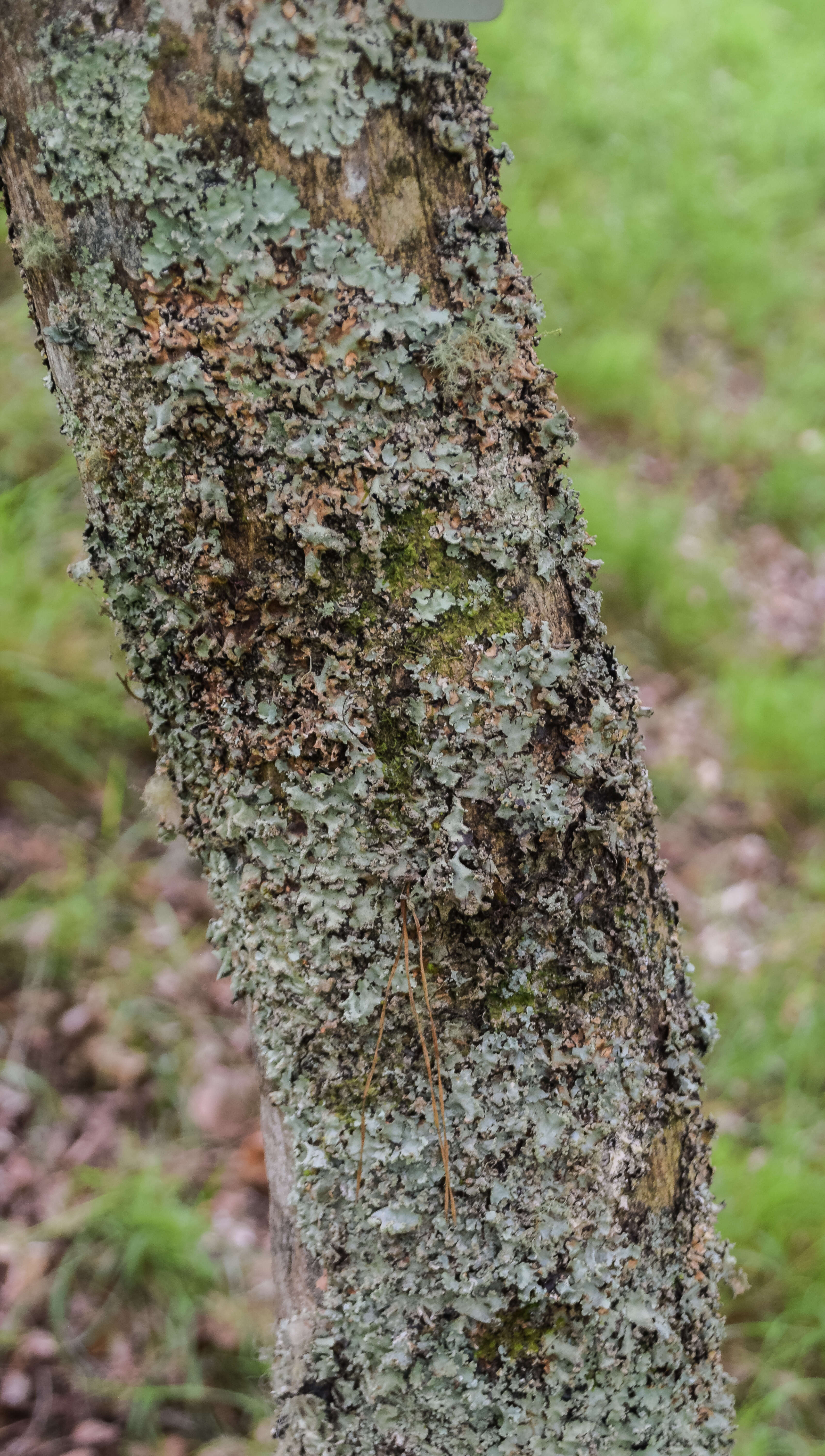 Plancia ëd Acer sieboldianum Miq.