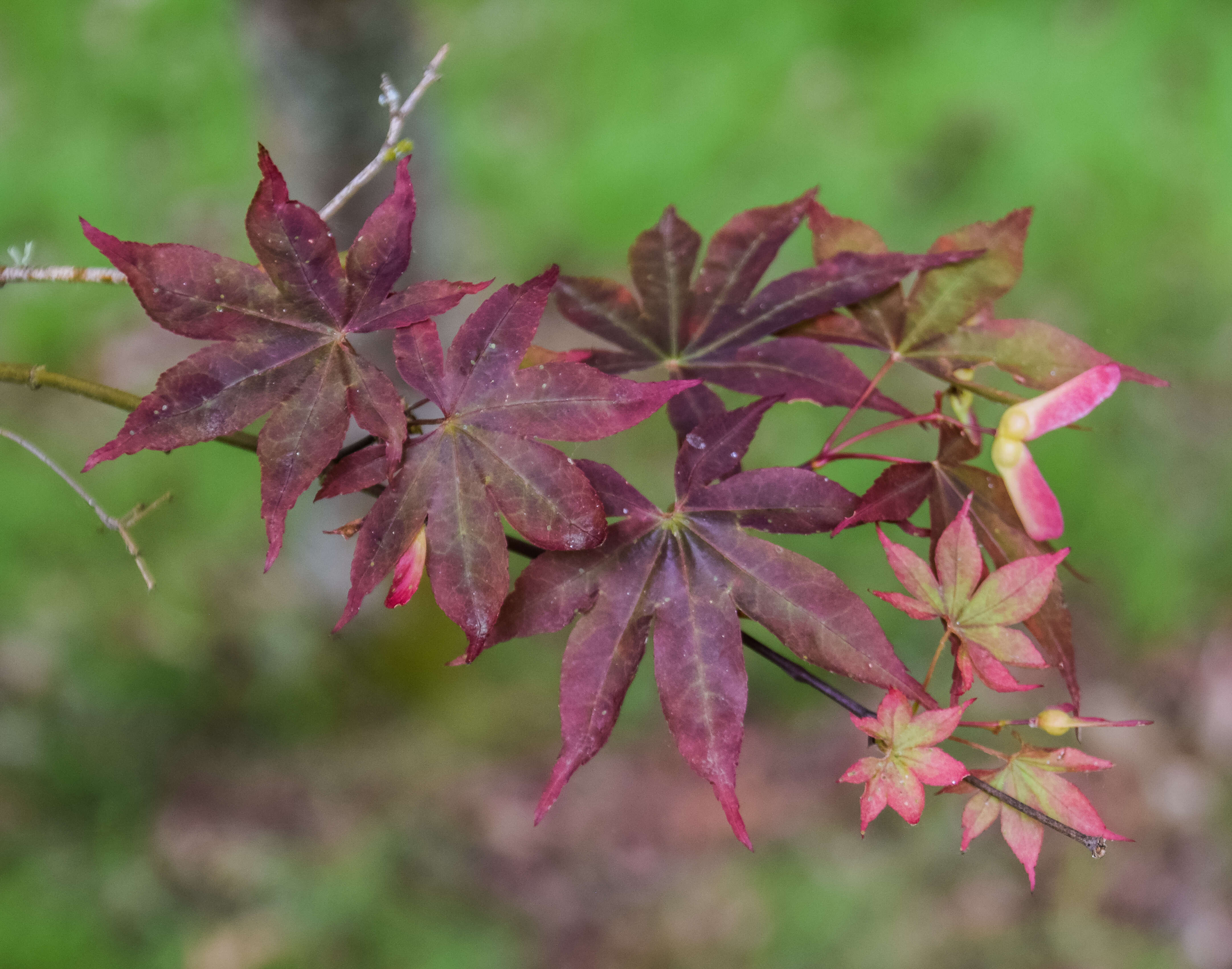 Plancia ëd Acer sieboldianum Miq.