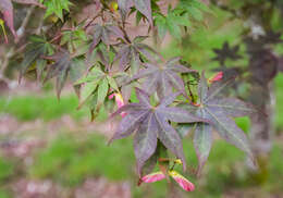 Plancia ëd Acer sieboldianum Miq.