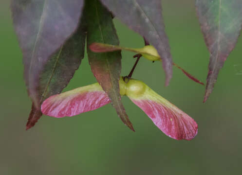 Plancia ëd Acer sieboldianum Miq.