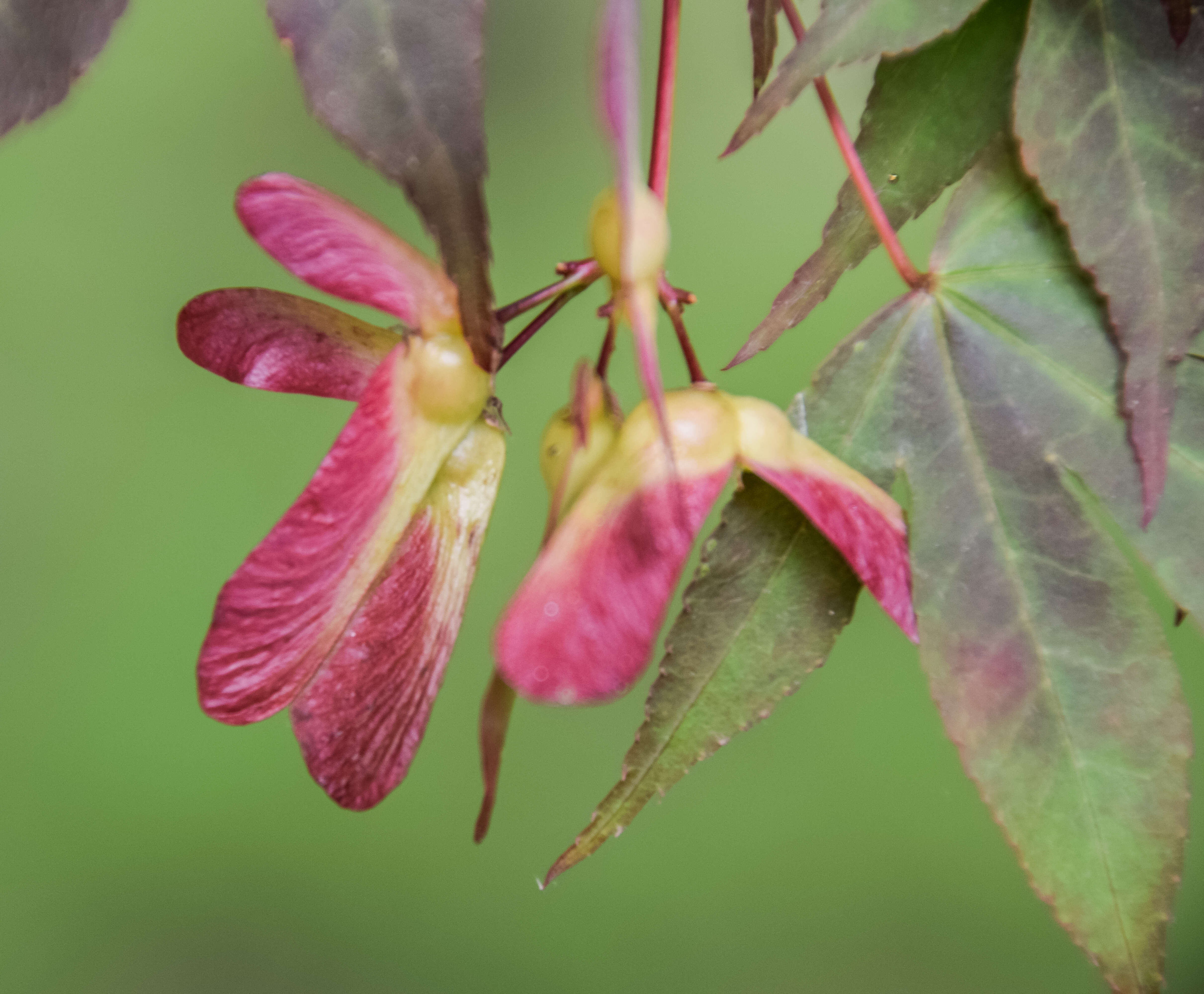 Plancia ëd Acer sieboldianum Miq.