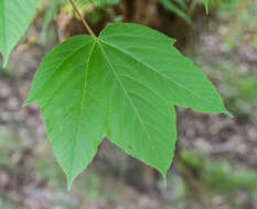 Imagem de Acer sterculiaceum Wall.