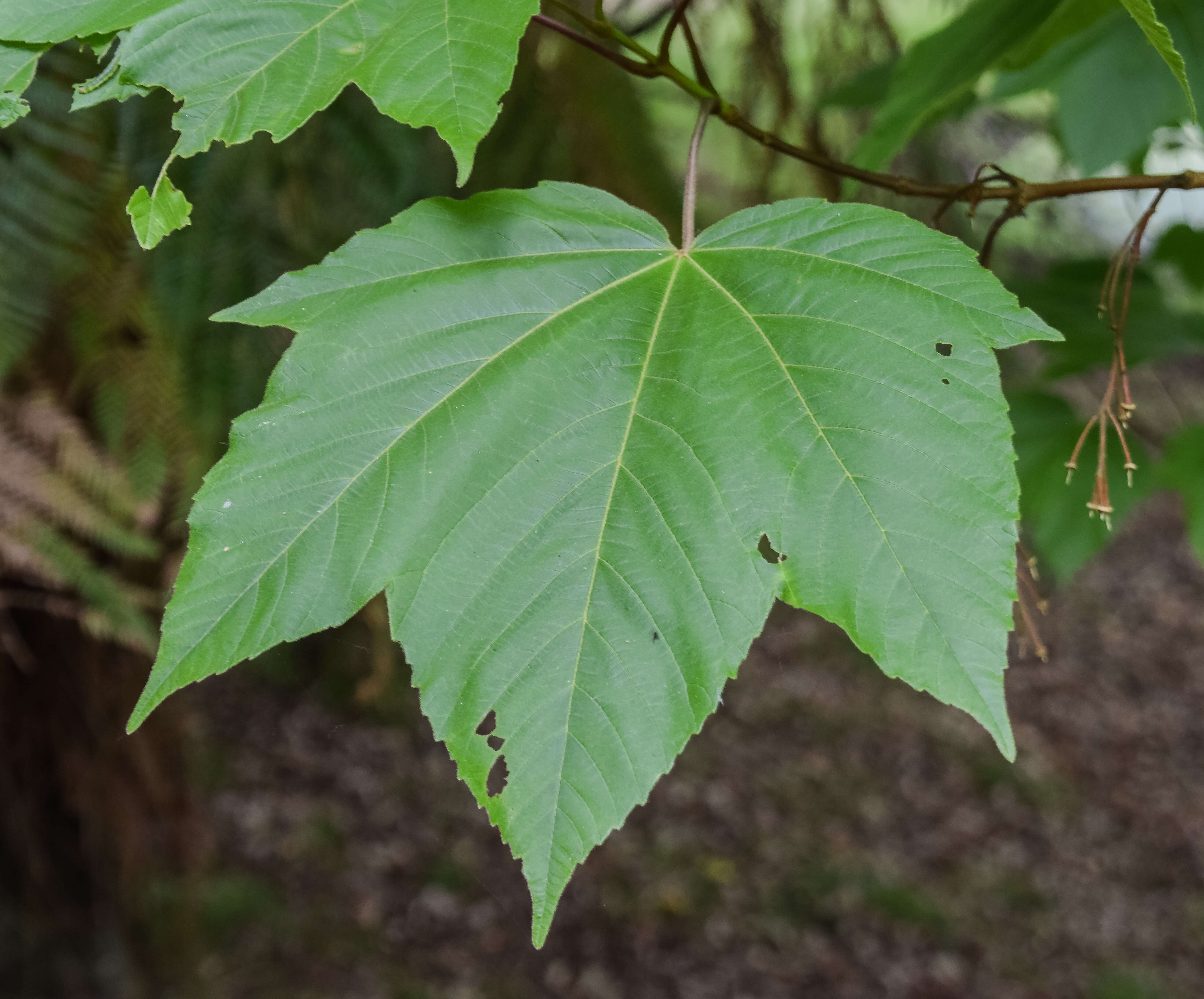 Imagem de Acer sterculiaceum Wall.