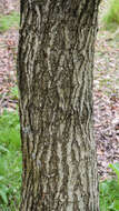 Image of Shandong Maple