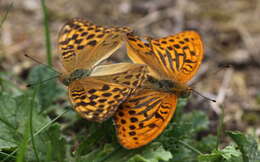 Image of silver-washed fritillary