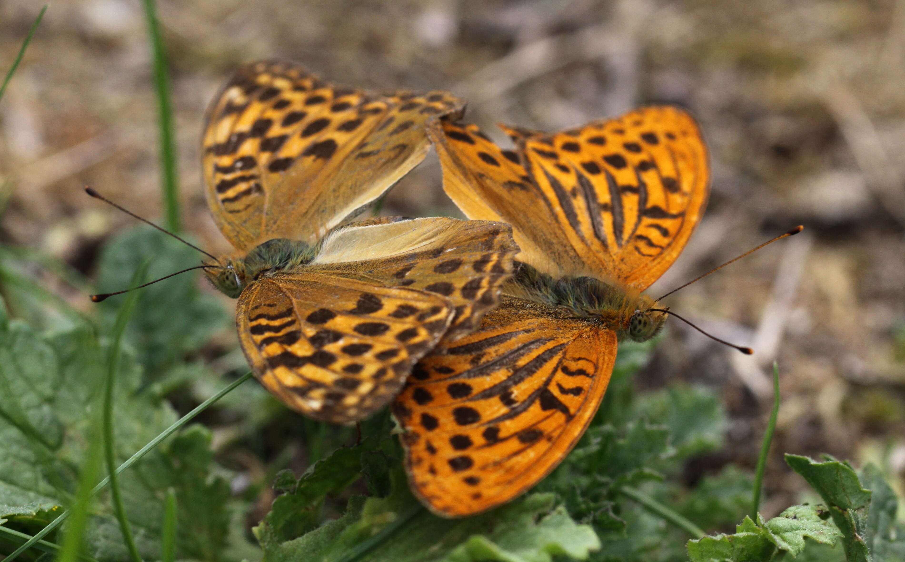 Image of silver-washed fritillary