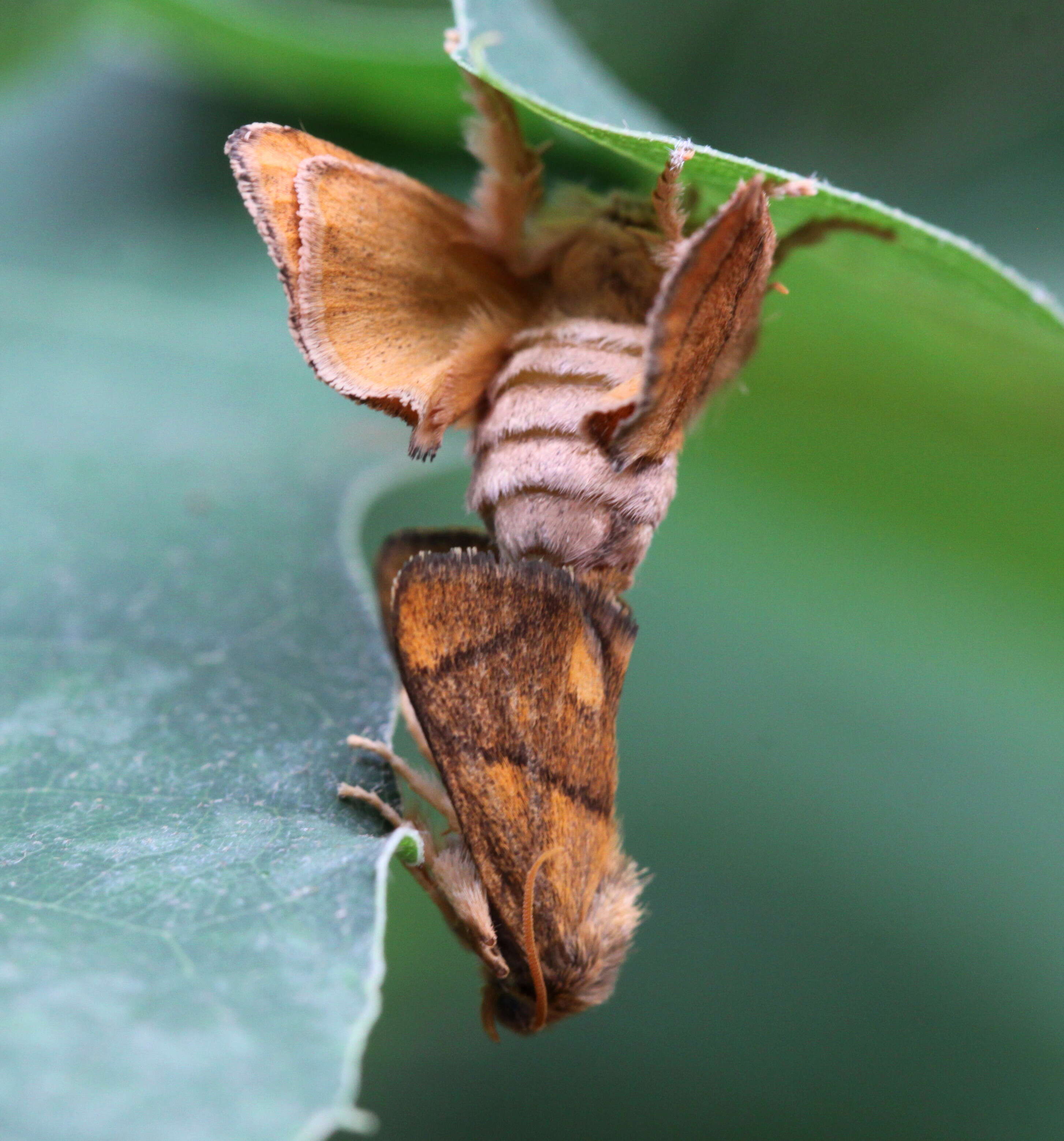 Image of Apoda limacodes