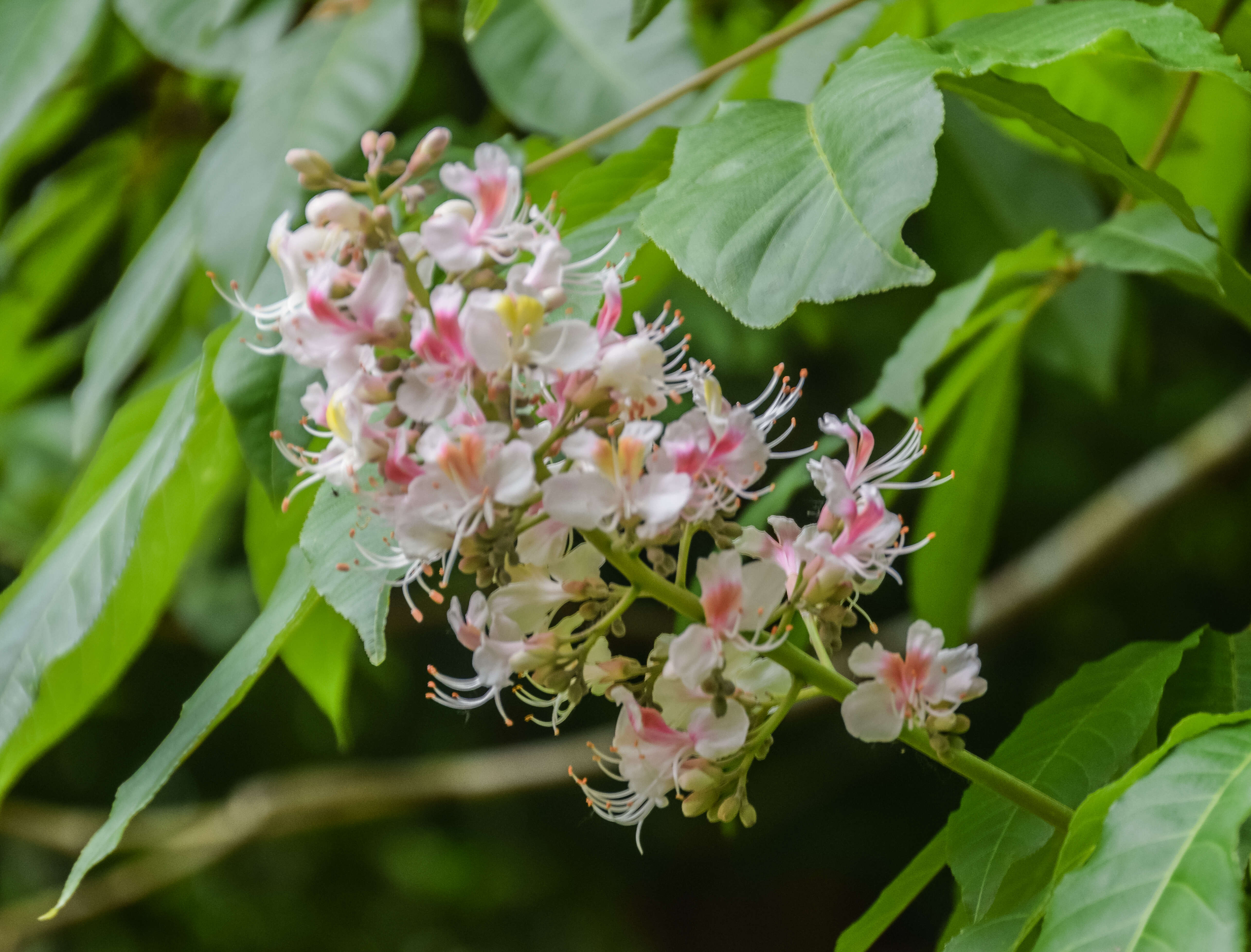 Imagem de Aesculus indica (Colebr. ex Cambess.) Hook.