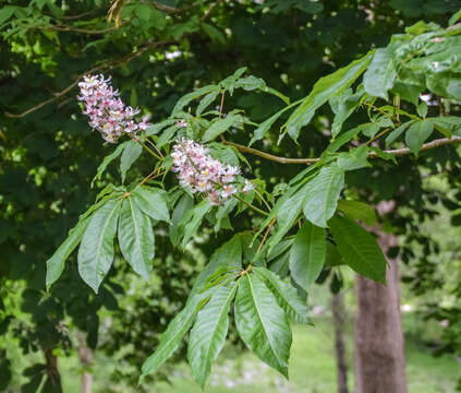 Imagem de Aesculus indica (Colebr. ex Cambess.) Hook.