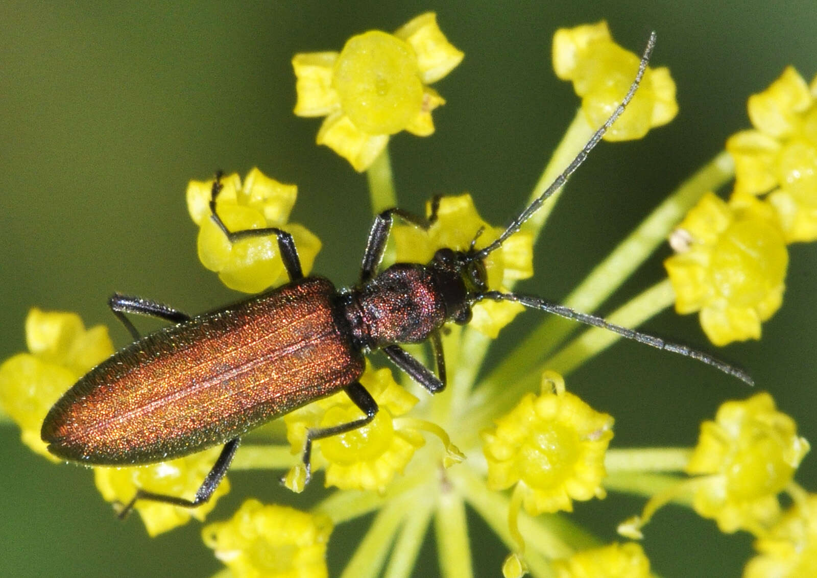 Image of Chrysanthia viridissima