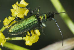 Image of Chrysanthia viridissima