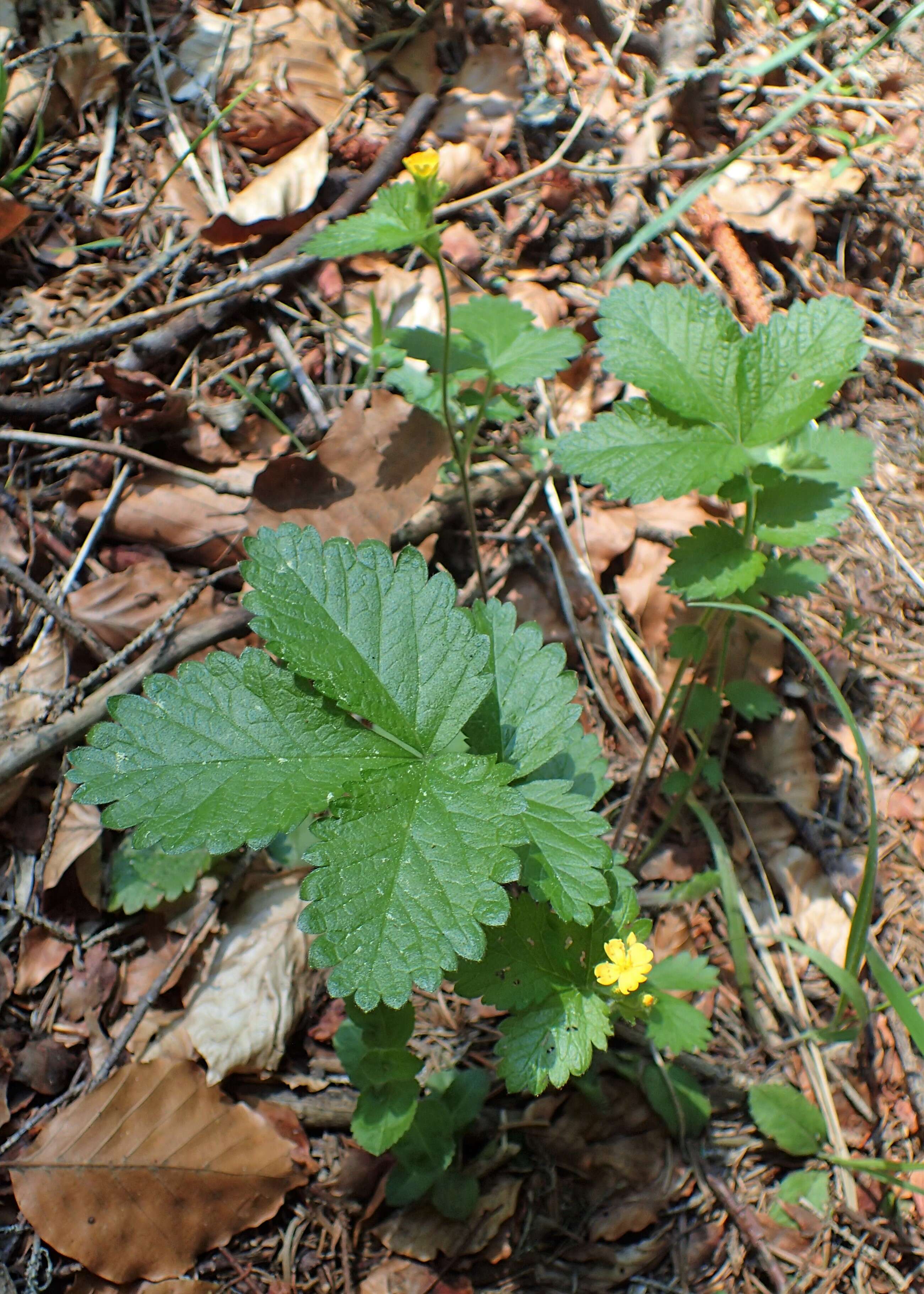 صورة Aremonia agrimonoides (L.) DC.