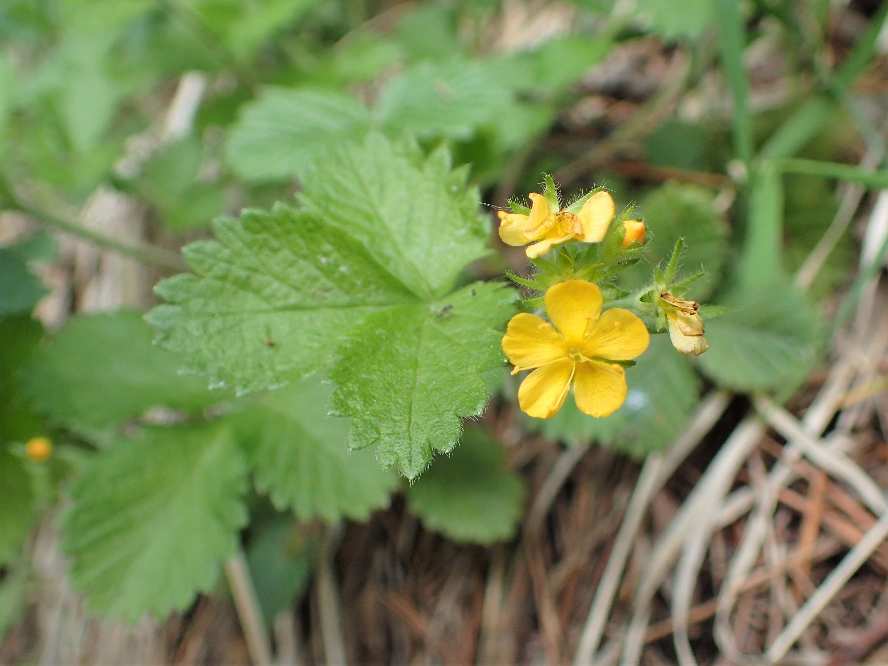 صورة Aremonia agrimonoides (L.) DC.