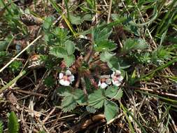 Image of pink barren strawberry