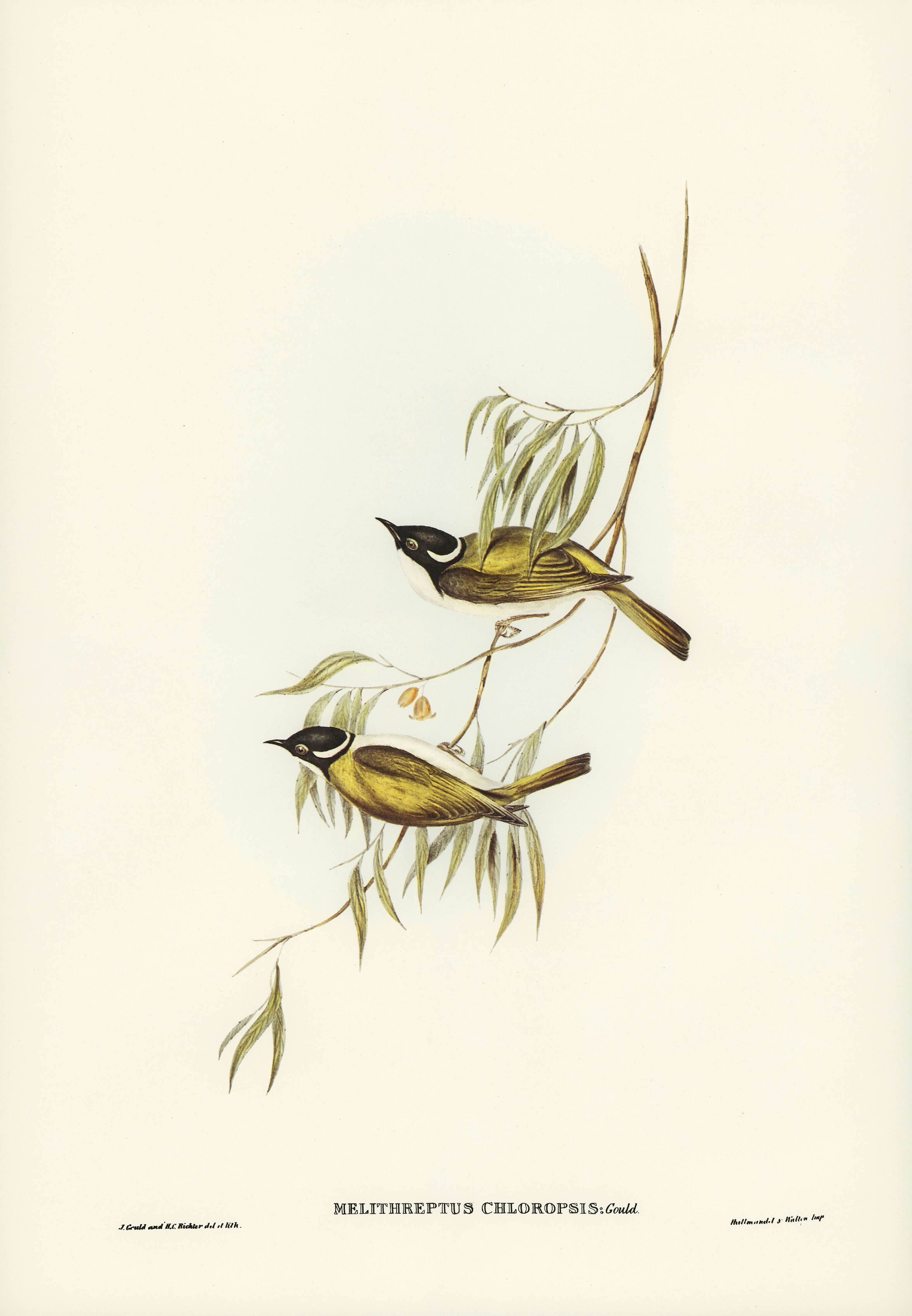 Image of Gilbert's Honeyeater