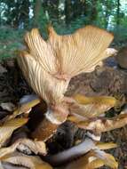 Image of Honey Fungus