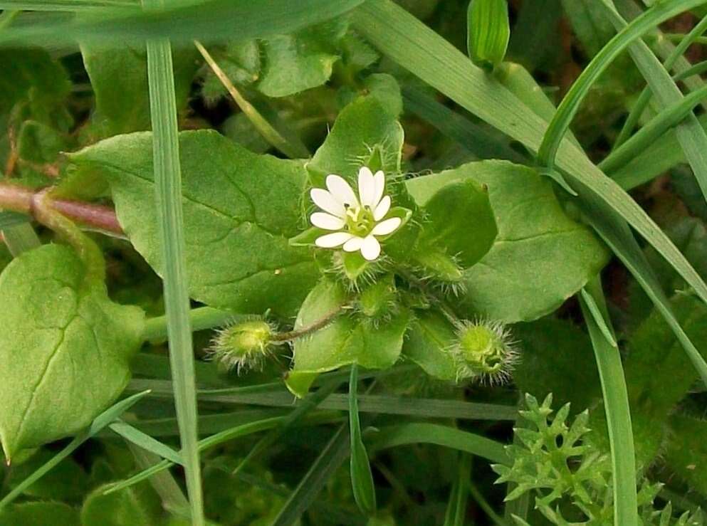 Image of common chickweed