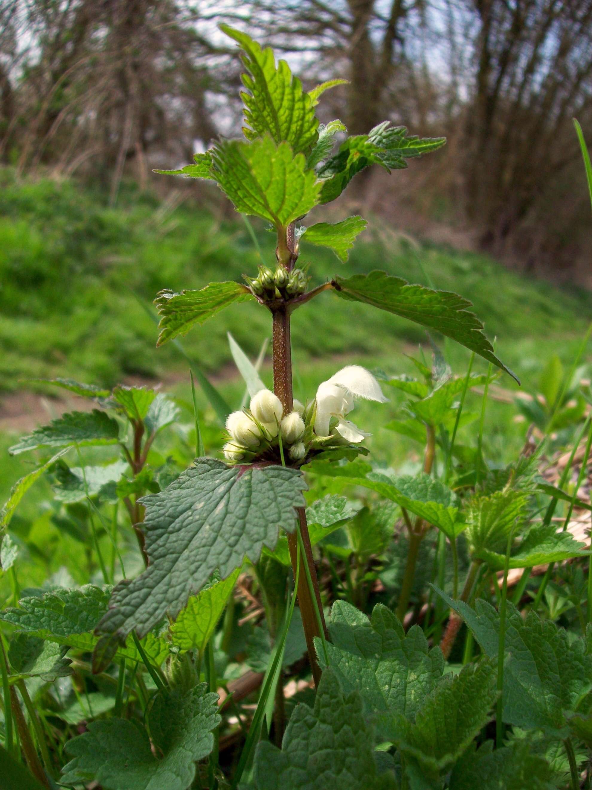 Image of white deadnettle