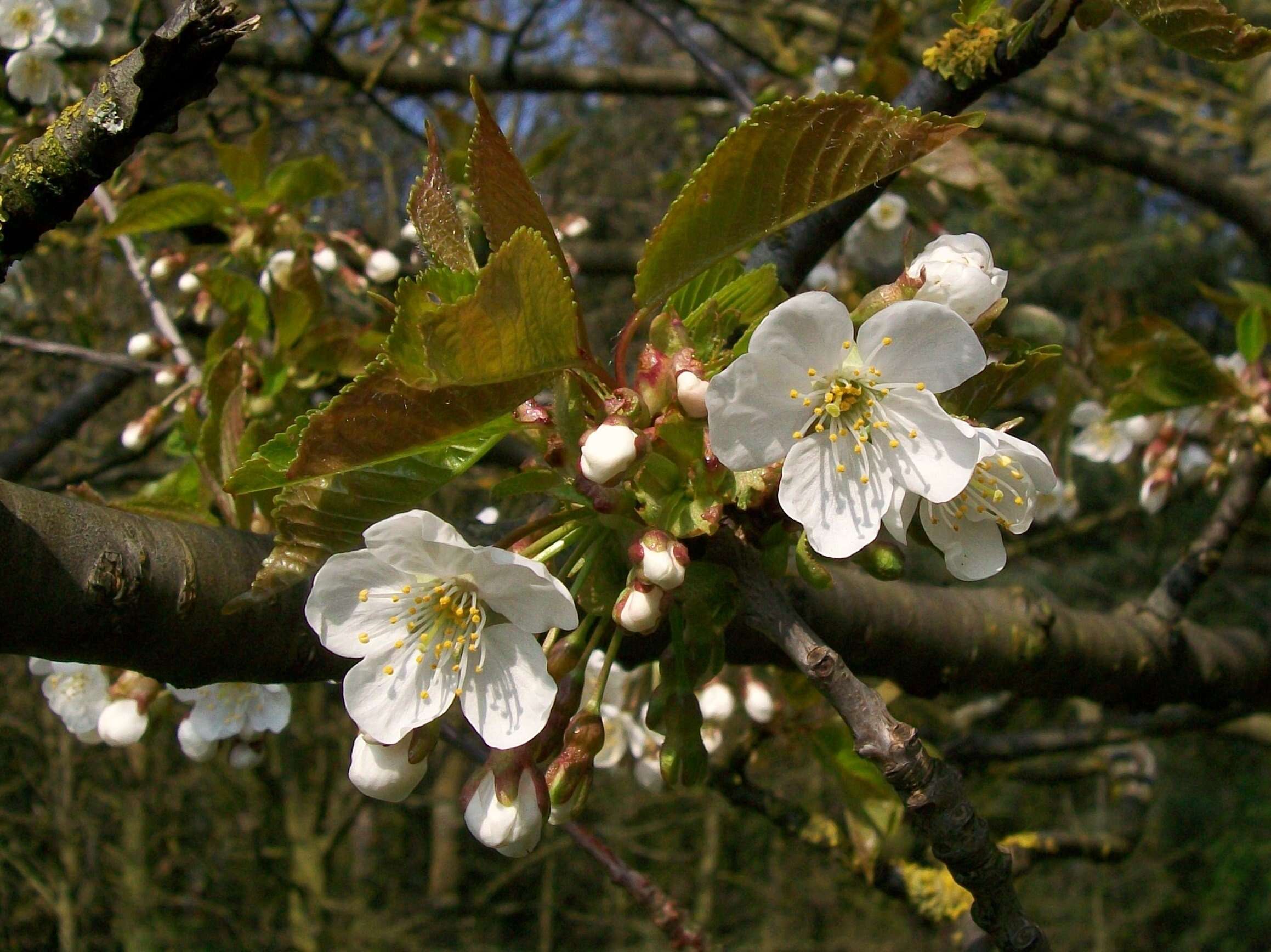 Image of gean, wild cherry