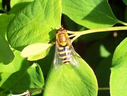 Plancia ëd Syrphus ribesii (Linnaeus 1758)