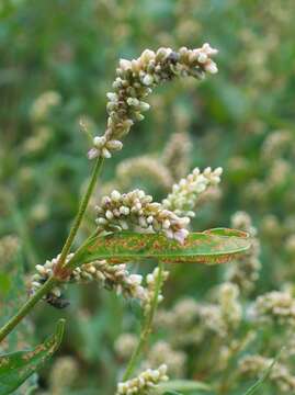 Imagem de Persicaria maculosa S. F. Gray